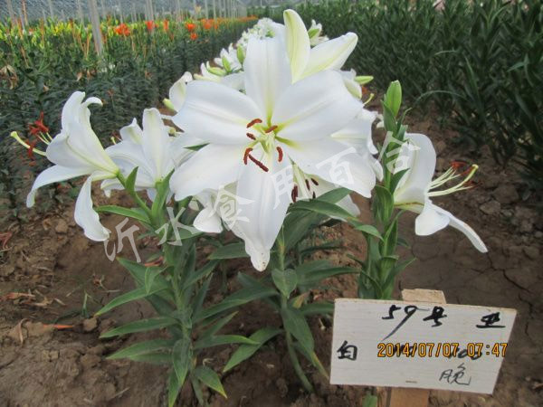 59号