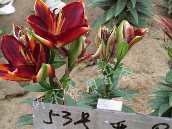 53号