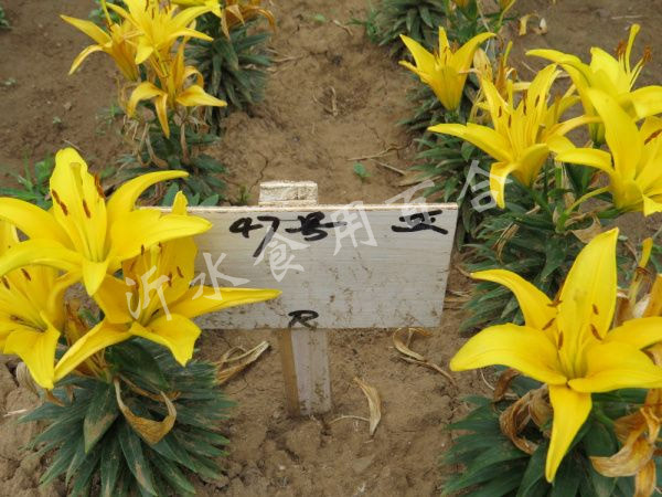 47号