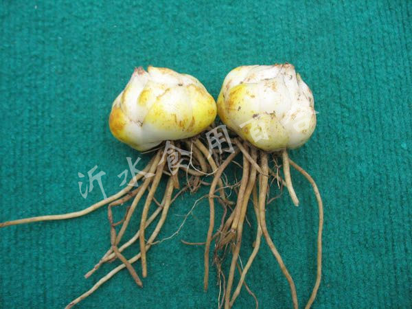 山东沂水食用百合研究开发中心