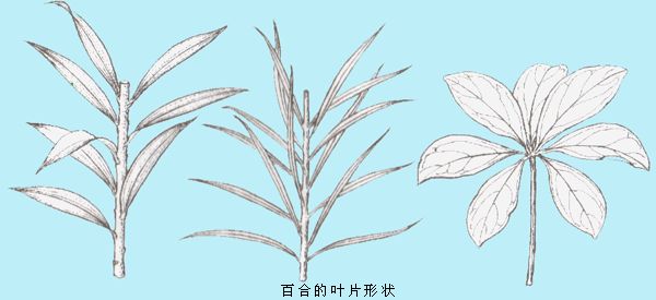 关于百合