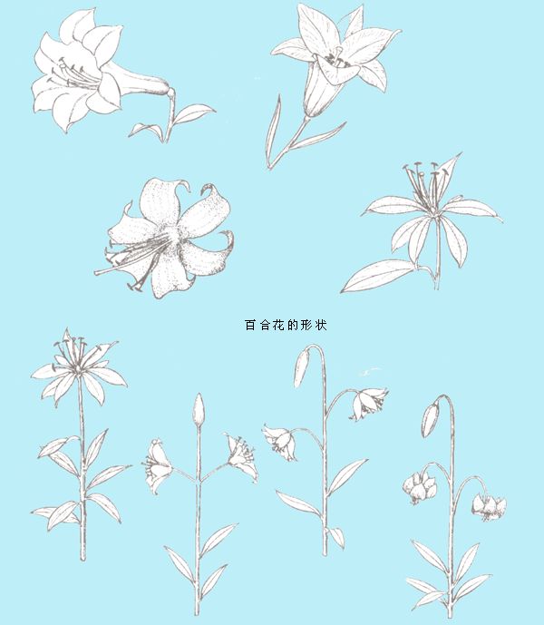 关于百合